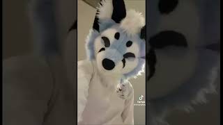 BEST Furry TikToks compilation 0771 #shorts #furrytiktok #furry  #funnyvideo  #youtube   #furries