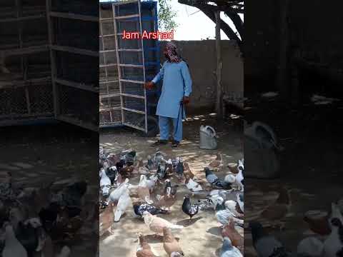 #beautiful #kabootar #whitepigeon #pigeon #birdspecies #kabootar #sadstatus #whitepigeon#shorts