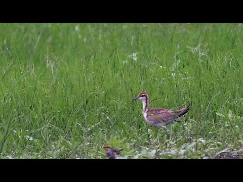 林邊鄉的水雉Hydrophasianus chirurgu  （2024 02 05）