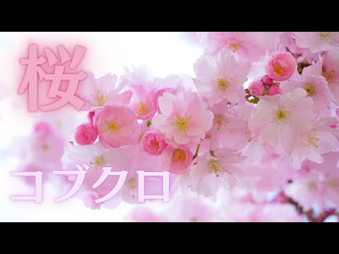 桜/コブクロ