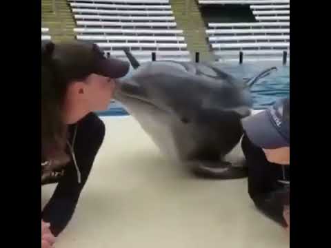 Dolphin kisses 😚🐬👄