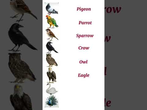 Bird Names in English #english #birds #names #vocabulary #shortsvideo