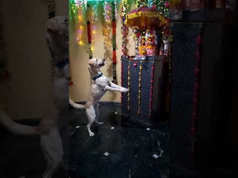 How Pets Get Emotional During Ganesh Chaturthi | Heartwarming Moments | Pets Devotee