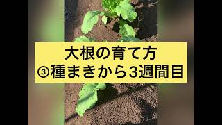 大根の育て方　⑤種まきから3週間目