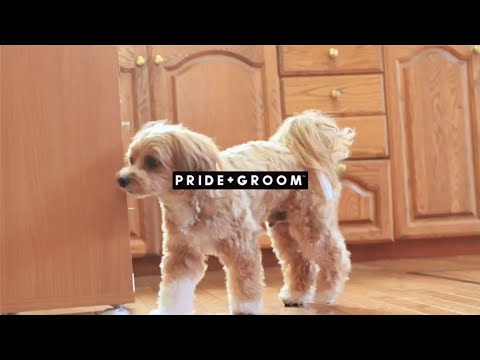 Pride + Groom わんちゃんの毛質に合わせたシャンプー