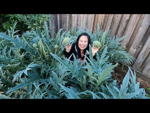 Harvesting & Cooking Artichokes From The Backyard Food Forest