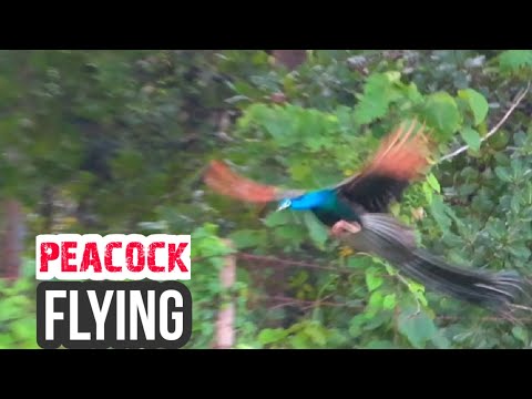 Peacock takes flight filmed 🦚  Beautiful peacock Flying in slow motion  #peacockflying #peacockcall