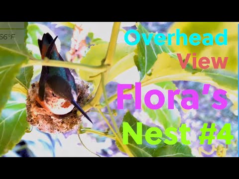 Flora's Nest Cam Recording 11/23/2022 Afternoon