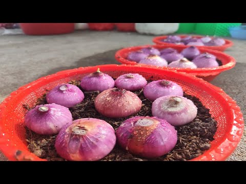 TOP 10 Methods propagating purple onions on the balcony for beginners