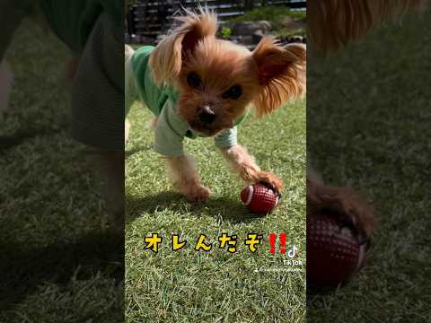 オレのボールだ‼️🏉 #犬のいる暮らし #dog