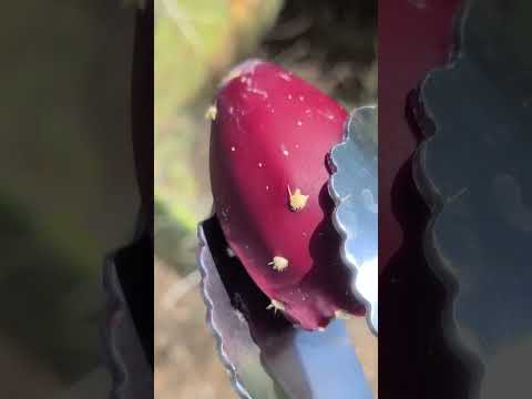 Can Chickens eat Prickly Pear Fruit?