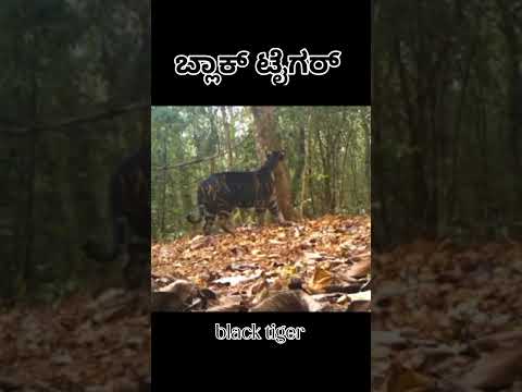 black tiger short video🐯 ||#tiger 🐅#viralvideo #shortvideo #trending