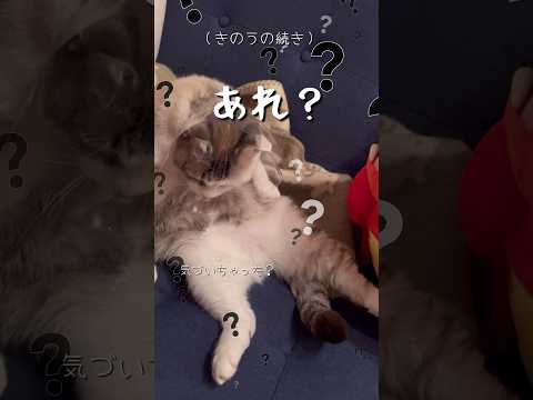 あれ？ #ねこ動画 #cat #保護猫 #子どもと猫 #エリザベスカラー #ことねこくらし