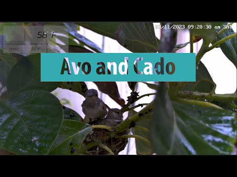 Avo and Cado: Playful and Heartwarming Interactions in Flora's Hummingbird Nest Cam