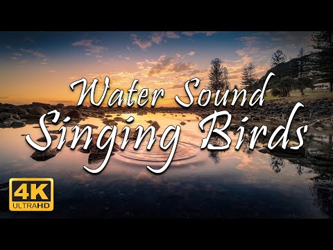 Singing Birds - Water Sound | 1 Hour of Birds Singing & Chirping | Relax/Sleep/Study/Meditation | 4K