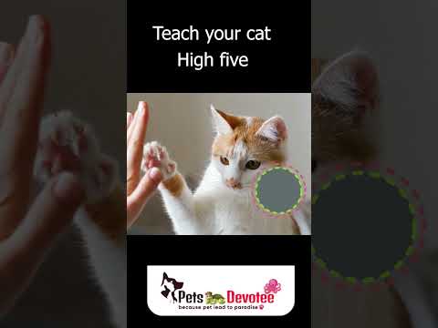 Teach Your Cat to High Five! Easy Step-by-Step Guide 🐾 | Fun Cat Tricks