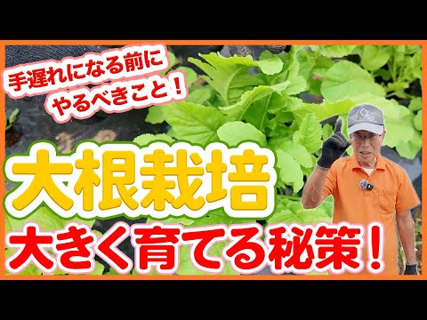 家庭菜園や農園の大根栽培で大きな大根を育てる秘策！間引きのタイミングや手遅れになる前にやるべき害虫対策を徹底解説！【農園ライフ】