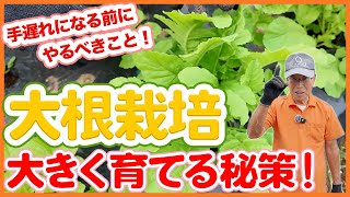 家庭菜園や農園の大根栽培で大きな大根を育てる秘策！間引きのタイミングや手遅れになる前にやるべき害虫対策を徹底解説！【農園ライフ】