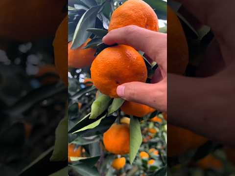 Taste The Fresh Tangerines #yummy #fruit #tasty