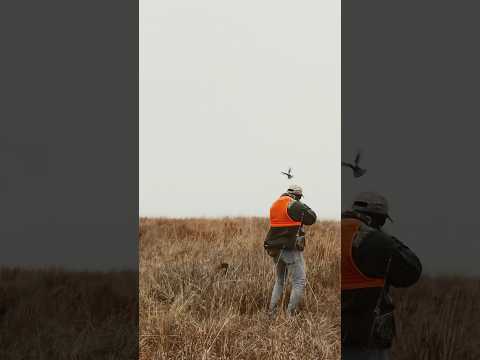 Surprise chukar flush over 5 month old hunting wirehaired pointing griffon puppy