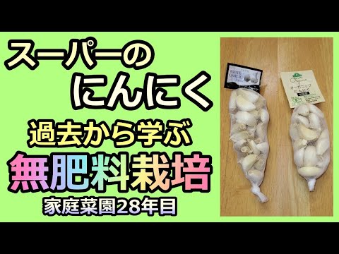 【スーパーのニンニク 無肥料植え 2021秋 Garlic cultivation】家庭菜園28年目 無農薬 半自給自足 ルーのパパ