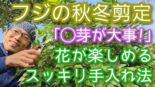 【フジの剪定(秋冬編)】スッキリなのに花が咲く手入れのポイント解説(2024年11月)🍂🎶