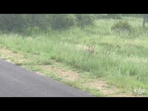 Leopard sighting on safari Kruger National Park