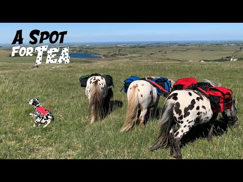 Mini Moorland adventure with all the SPOTTY  horses & Dog!