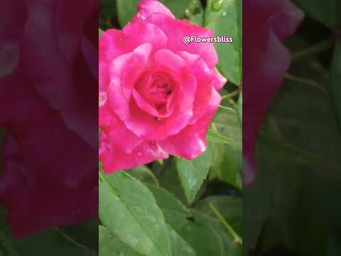 Double color rose in Home garden #shorts #youtubeshorts #rose #flowers #shortvideo