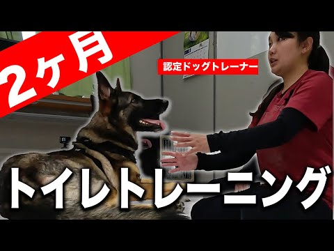 【トイレ法永久保存版】犬の排泄が必ず成功するしつけの方法を認定ドッグトレーナーに教えてもらった！