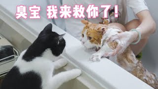 “猫片是用来治愈的，不是让你拿来杀狗！”一位云吸猫人士满意地说｜花花与三猫 Cat Live