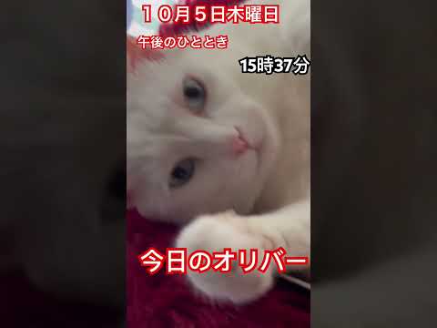 今日のオリバー#白猫#ねこのいる暮らし #癒し猫動画 #かわいい猫 #1日目 #毎日投稿開始#登録してにゃー#