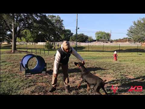 Doberman Training | No Commentary