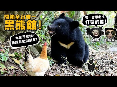 【開箱全台唯一黑熊館】雞本來是食物!!黑熊跟雞做朋友!?懶熊!唯一會跟老虎打架的熊？眼鏡熊?世界8大熊介紹!【許伯簡芝】