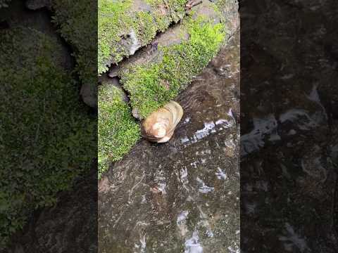 Super pearl hidden underneath a clam #clam #pearl