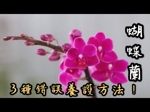 【天天小花農】蝴蝶蘭，開花後常見3種錯誤養護方法，你有犯了嗎？