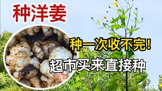 洋姜种植 收获存种注意事项 洋姜/菊芋/鬼子姜 - 糖尿病养生佳品！种一次收不完！Easy Ways to Plant Jerusalem Artichoke