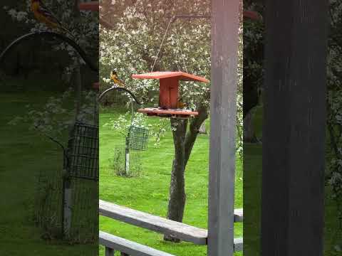 Baltimore Orioles eating grape jelly