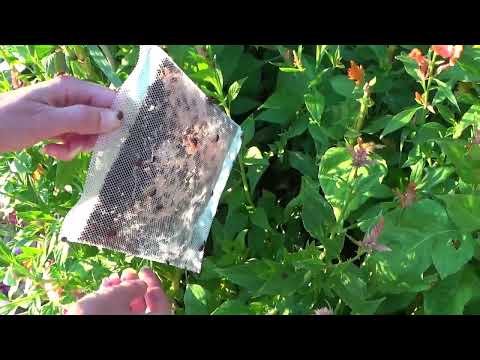 Battling Spider Mites, Whiteflies And Aphids With Ladybugs, Ladybug Release In The Greenhouses