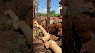 Free Range chickens #wbjadventures #freerangechickens #farmlife #freerangechickenfarming