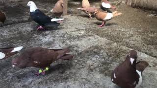 kaftar Afghanistan pigeon