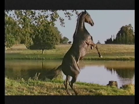 Black Beauty (1994) - Trailer