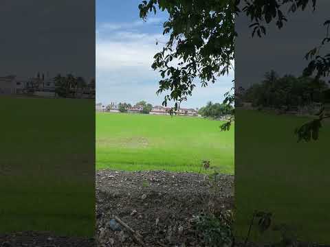 Padi fields，Alor Setar，Kedah.