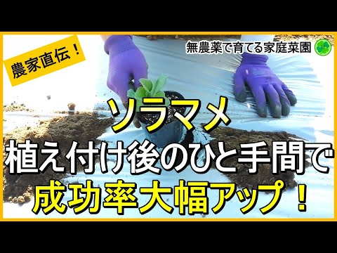 【そら豆栽培】失敗しない苗の植え方と植え付け後にやるべきこと【有機農家直伝！無農薬で育てる家庭菜園】　24/11/12