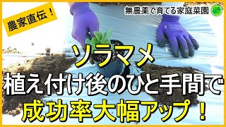 【そら豆栽培】失敗しない苗の植え方と植え付け後にやるべきこと【有機農家直伝！無農薬で育てる家庭菜園】　24/11/12