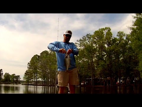 Santee Cooper Bass Fishing | losing a big BASS at the boat | #bassfishing #bedfishing #fishing