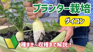 【野菜】ダイコンのプランター栽培