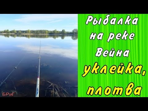 Рыбалка на реке Вейна. Уклейка, плотва.