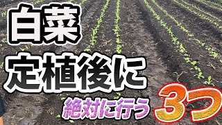 【はくさい】失敗しないために、定植後に絶対に行ってほしい3つのこと。