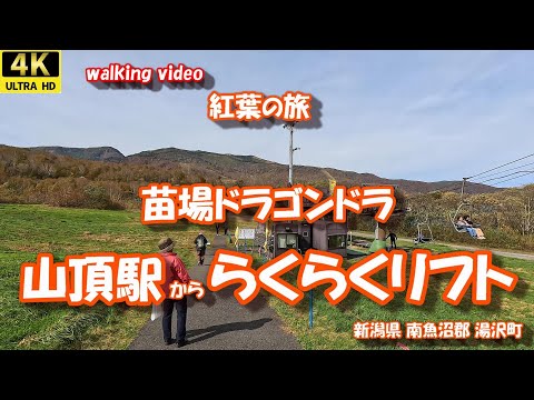 紅葉の旅 苗場ドラゴンドラ 山頂駅 から らくらくリフト  4K【お散歩シリーズ】 新潟県 南魚沼郡 湯沢町 24年10月22日